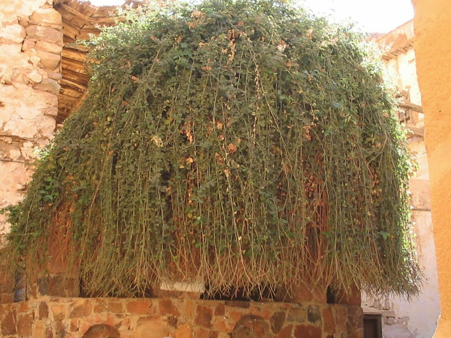 The Burning Bush of Moses in Egypt