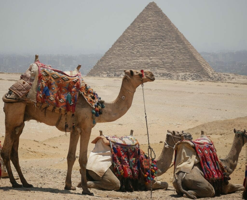 Camels at the Pyramids-Egypt Private Tours