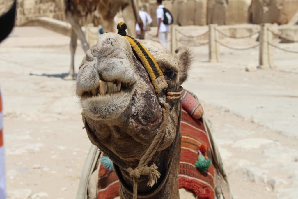 Camel Ride at the Pyramids