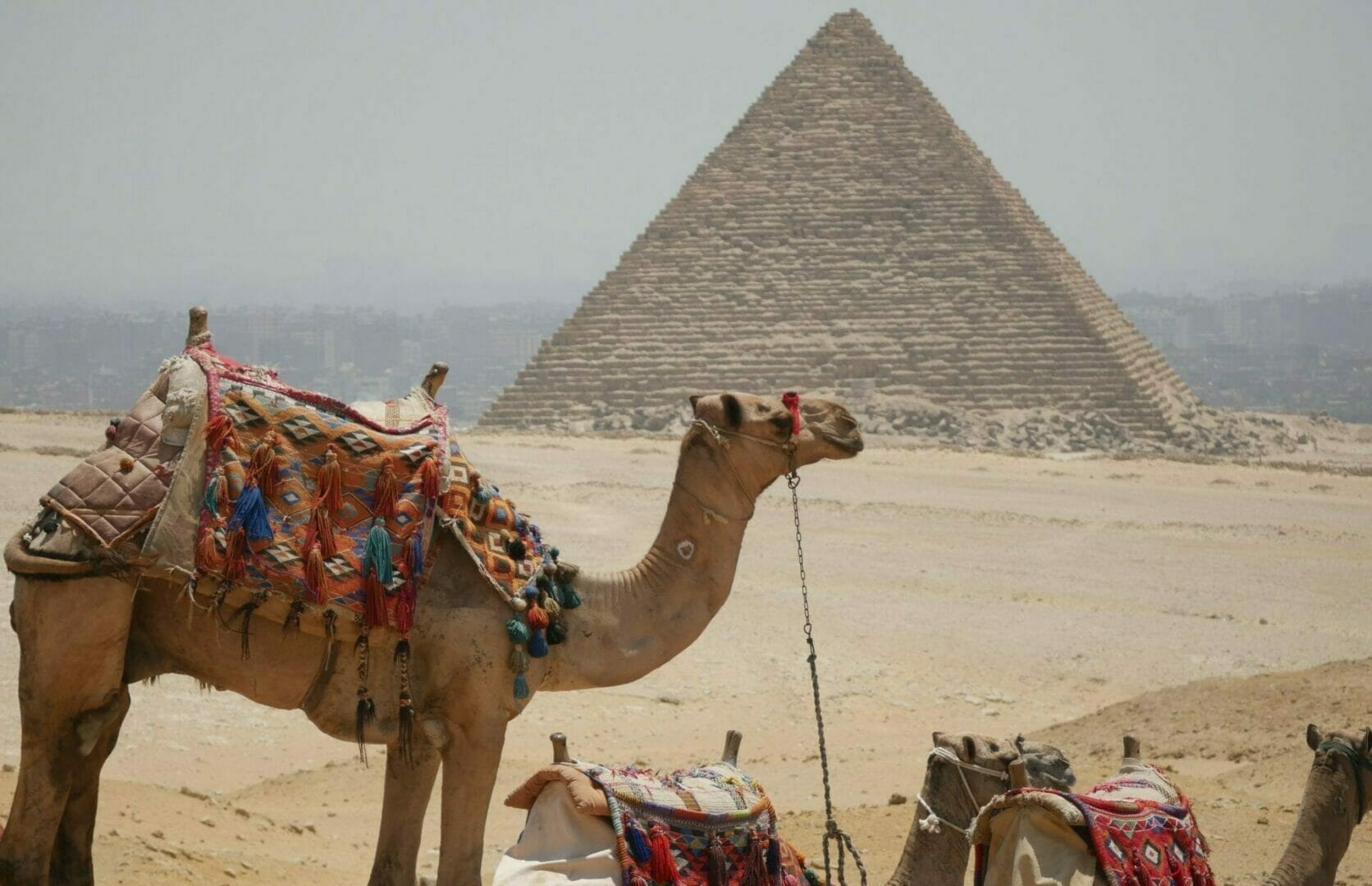 Camels at the pyramids-Egypt Group Tour-Egypt Best Value Group Holiday-Egypt Best Group Adventure-Egypt Tour-Small Group Egypt Tour