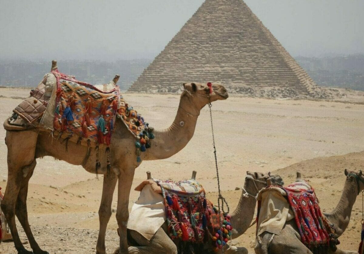 Camels at the Pyramids-Egypt Private Tours